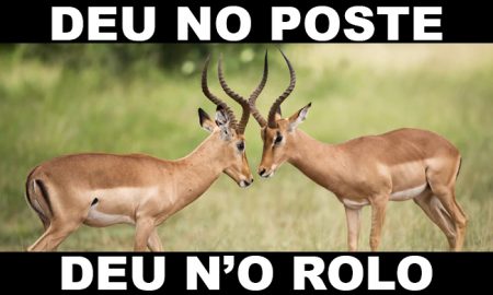 Resultado Deu no Poste 21 horas - Giga Bicho