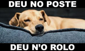 deu no poste - jogo do bicho - resultado do jogo do bicho