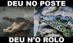 deu no poste - jogo do bicho - resultado do jogo do bicho