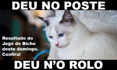 Sonhar com Gato Filhote: no Jogo do Bicho dá o quê? Palpites de Números da  Sorte, Animal, Grupos, Dezena, Centena e Milhar para Apostar e Significado  do Sonho!