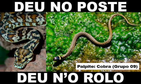 Qual é o número da cobra no jogo do bicho? Confira