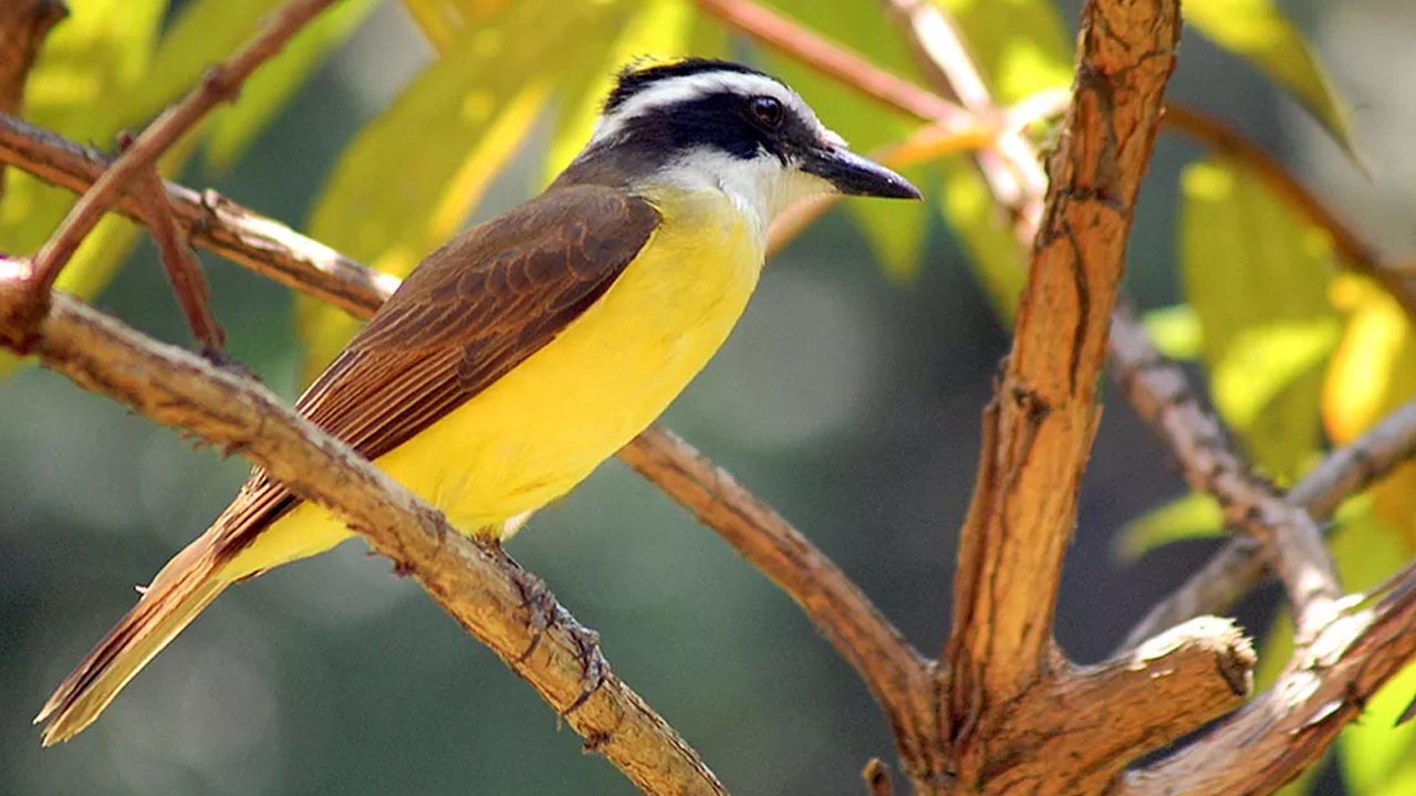 Aves da fauna de Botucatu ganham exposição fotográfica