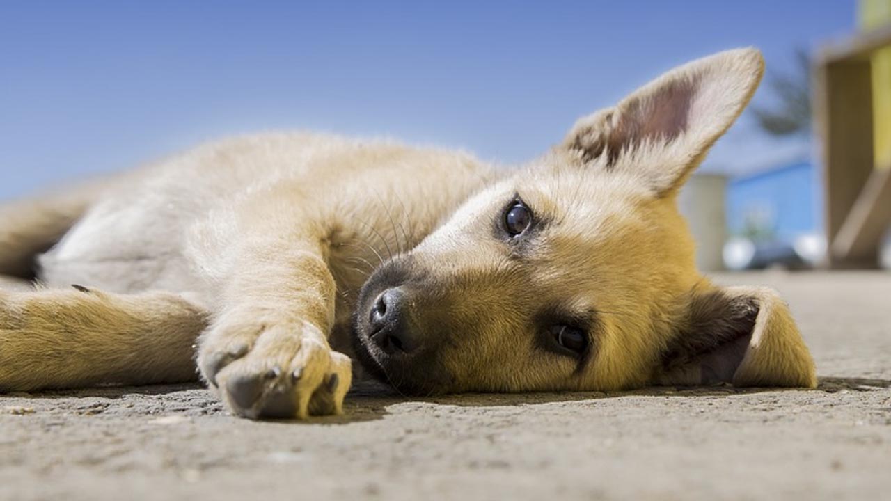 Cães do Canil Municipal sofrerão eutanásia por conta de surto de cinomose