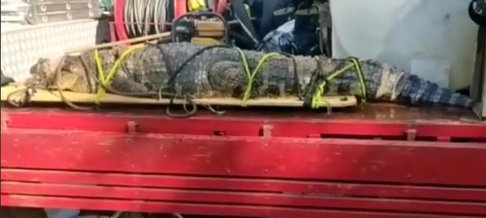 Jacaré com mais de 2 metros é capturado em parque natural de Sorocaba