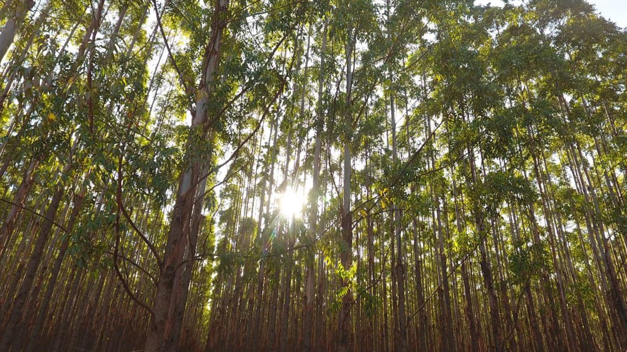 Justiça impede Eucatex de pulveriza agrotóxicos em eucaliptos da região de Botucatu