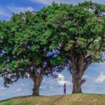 oncessionária nega corte em Árvores Gêmeas de Laranjal Paulista