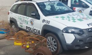 Polícia Ambiental resgata 11 aves silvestres mantidas em cativeiro em Piracicaba