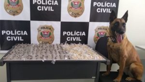 Cão farejador encontra drogas e polícia detém dois traficantes em Bauru