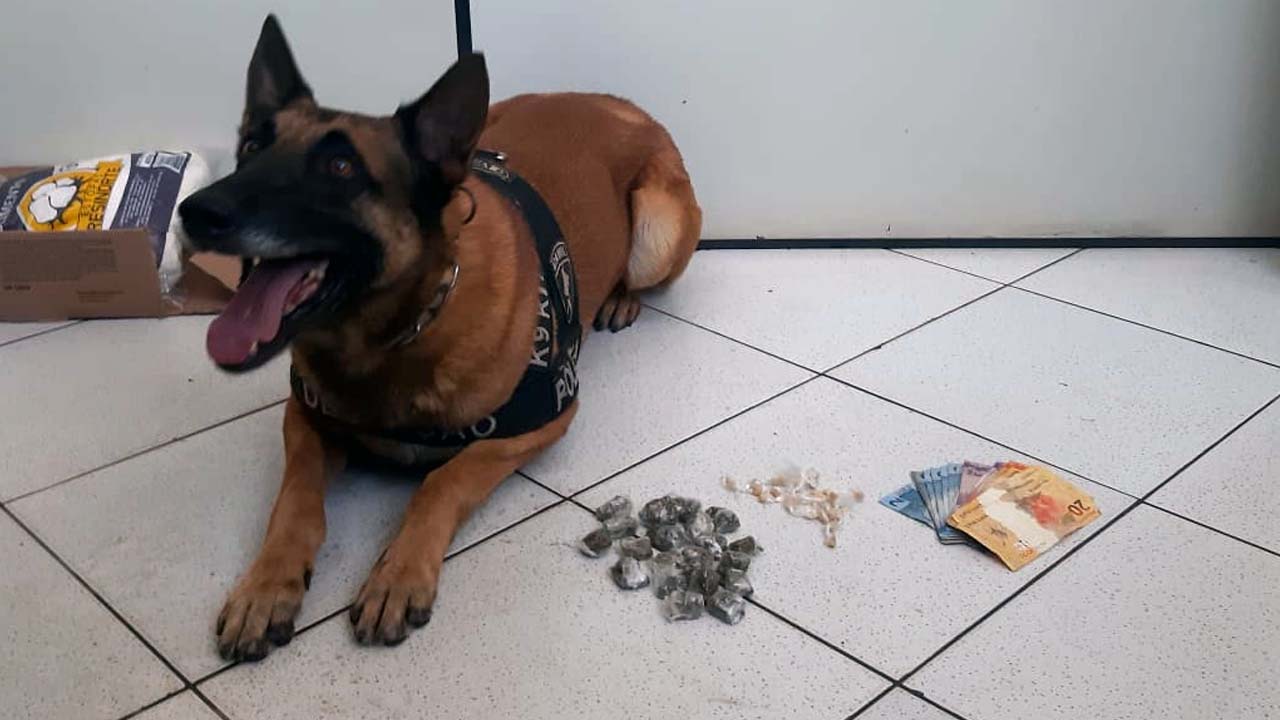 Cão farejador encontra droga em terreno e dois traficantes acabam presos