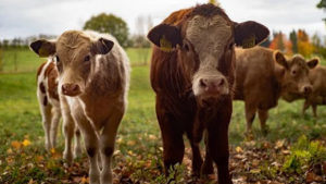 Fazendeiro registra furto de 57 cabeças de gado em Bofete