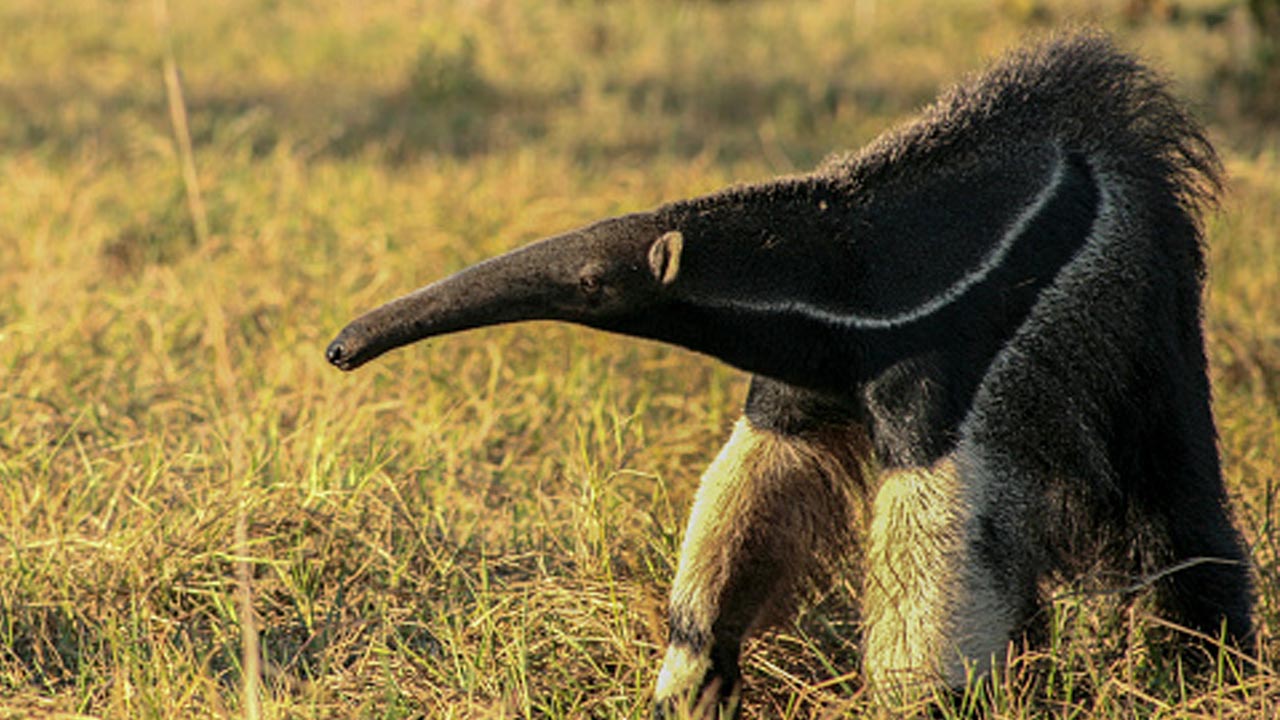 Tamanduá resgatado em chiqueiro de chácara é solto na natureza