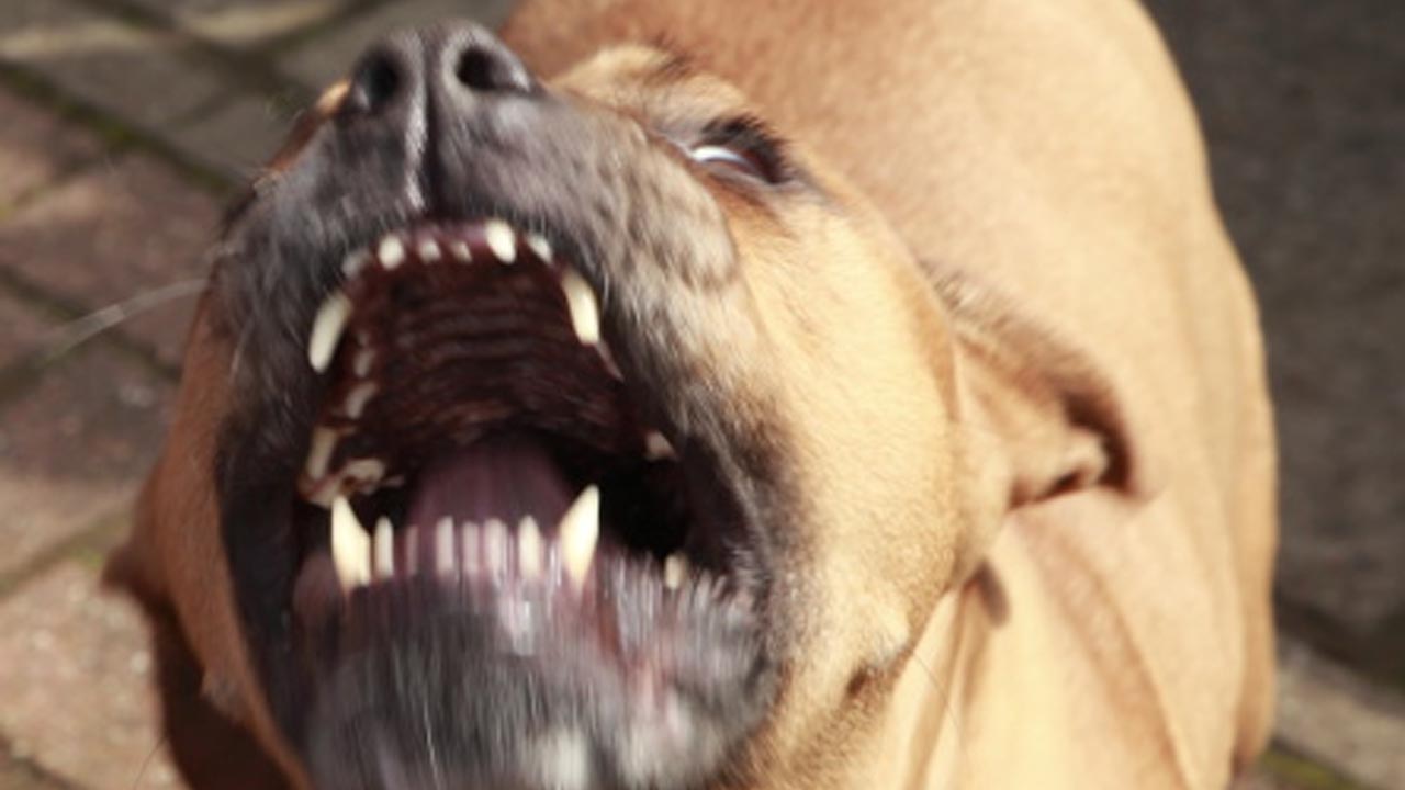 Pitbull ataca e mata poodle pelo vão do portão em Botucatu