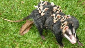 Tamanduá bandeira e gambá são resgatados no mesmo dia pela Guarda Municipal de Botucatu