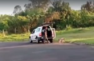 Botucatu: vídeo de funcionário de canil municipal abandonando cachorra viraliza e prefeitura investiga caso
