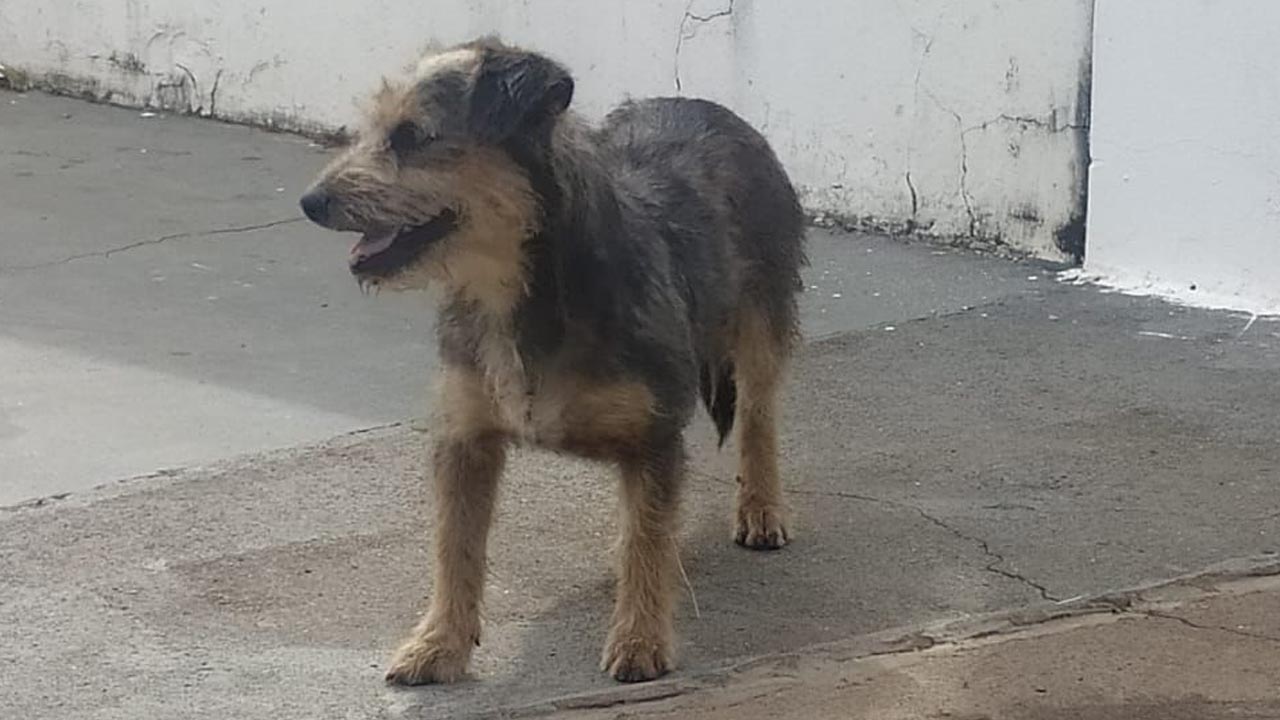 Soltou o animal de estimação porque dava trabalho e acabou apreendido pela GCM