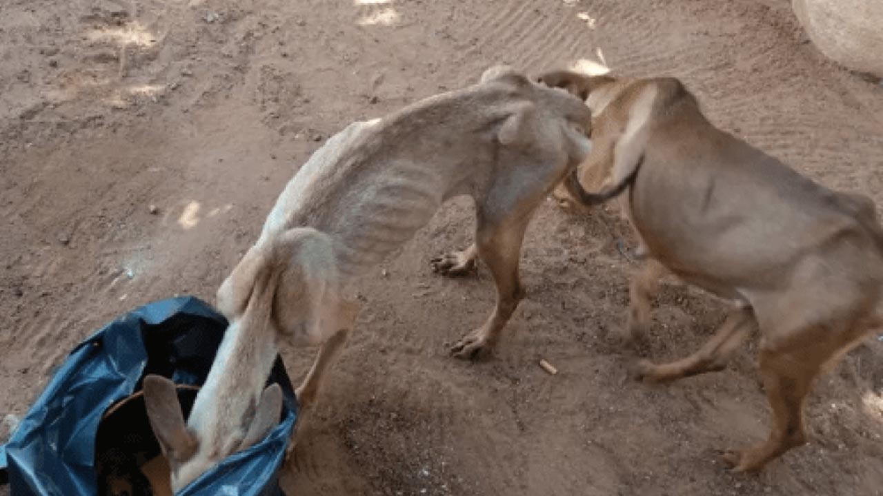 Cães e gatos estavam sem água e alimentação e são resgatados pela Polícia Ambiental de Tupã