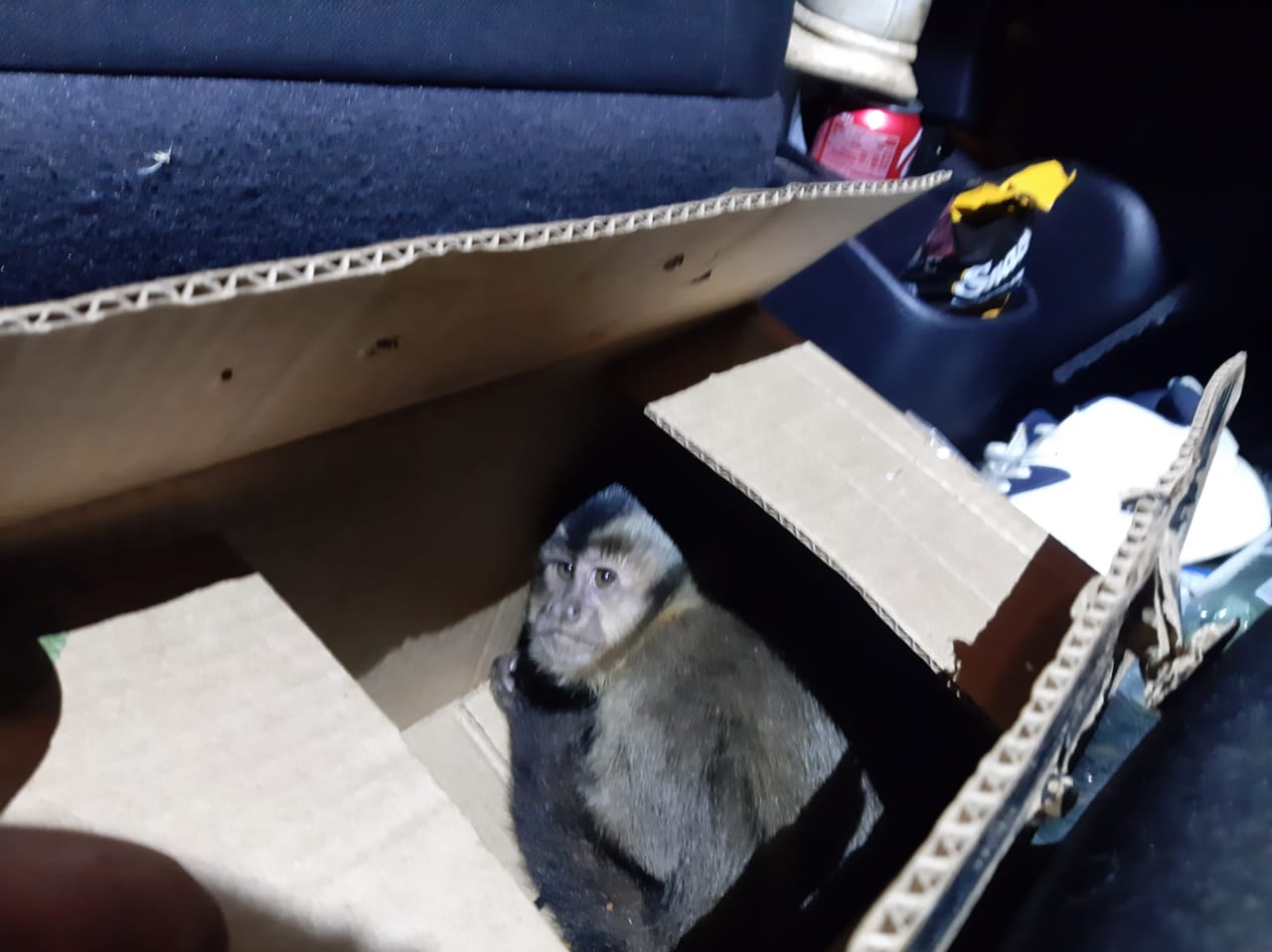 Bauru Polícia apreende filhote de macaco-prego que seria vendido em São Paulo