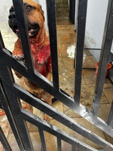 Ladrão de bancos da Bahia é preso por maus tratos a animais em Piracicaba