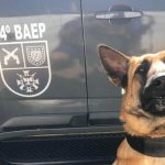 Cães da Polícia encontram 82 parangas de maconha no centro de Botucatu