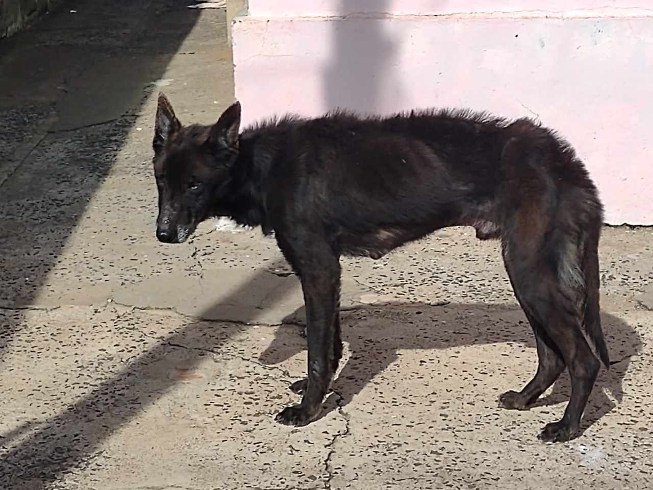 Cão é abandonado preso em corrente curta na Região Sul de Botucatu