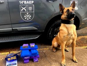 Cão encontra 11 tijolos de maconha em boca de fumo de Botucatu