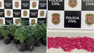 Comerciantes presos por tráfico de drogas cultivavam plantas ao som de música clássica, revela investigação policial