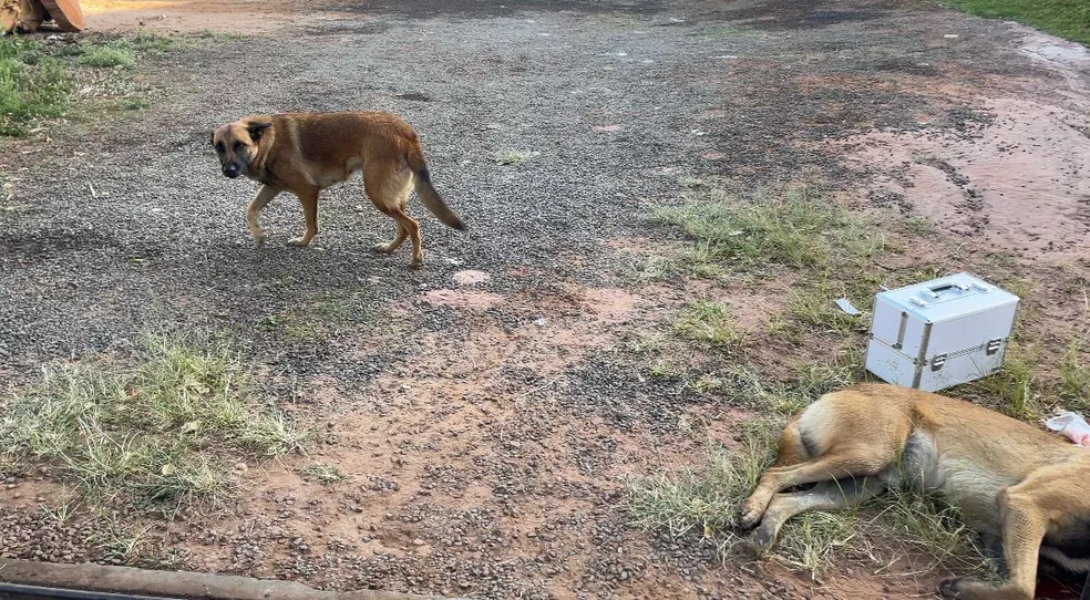 Ex PM e preso apos balear cachorro do vizinho em Piracicaba estado do animal e grave