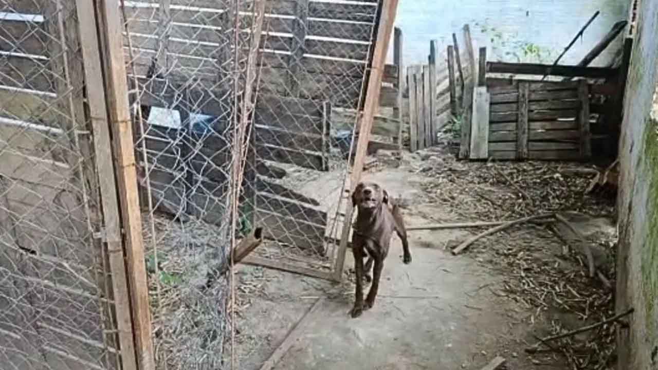 Falso adestrador que abrigava cachorros irregularmente é preso por maus-tratos