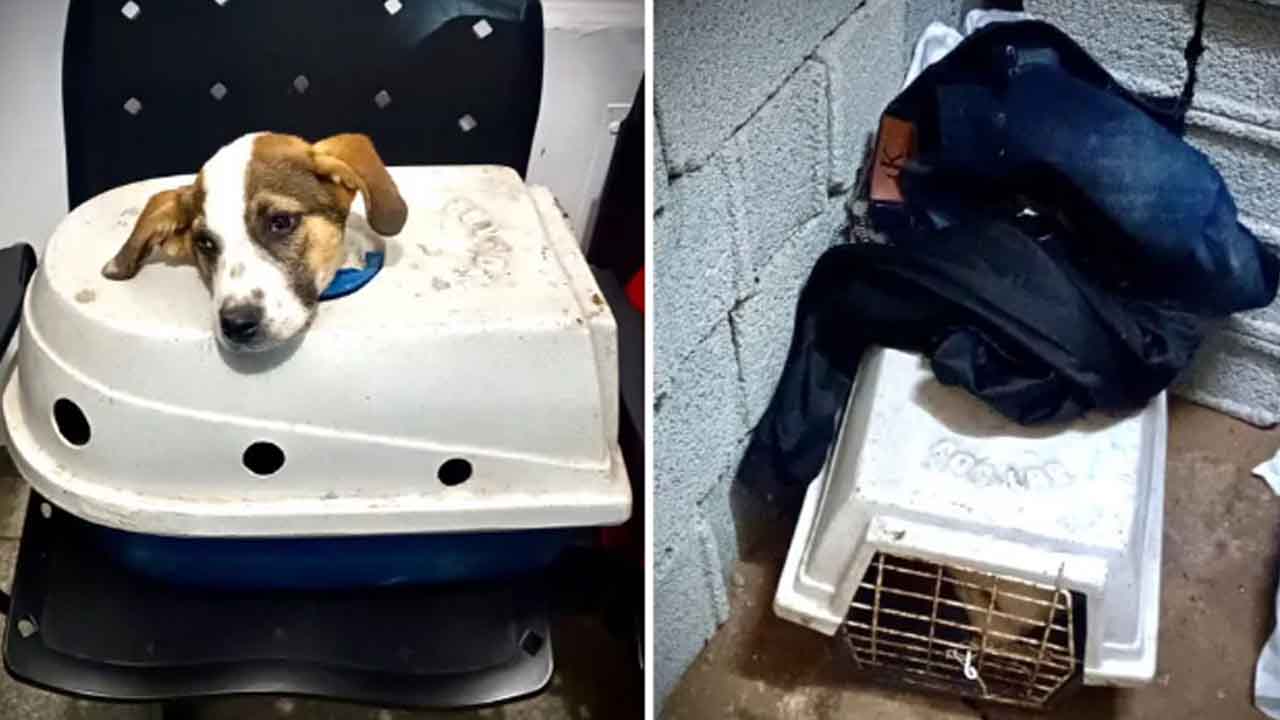 Flagrante de maus-tratos a animais: homem é preso após denúncias