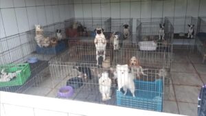 Justiça condena dona de canil por maus-tratos contra mais de 1.700 cachorros no interior de SP