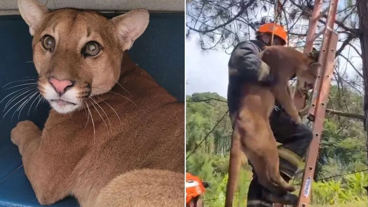 Onça parda encontrada em cima de árvore é solta na natureza