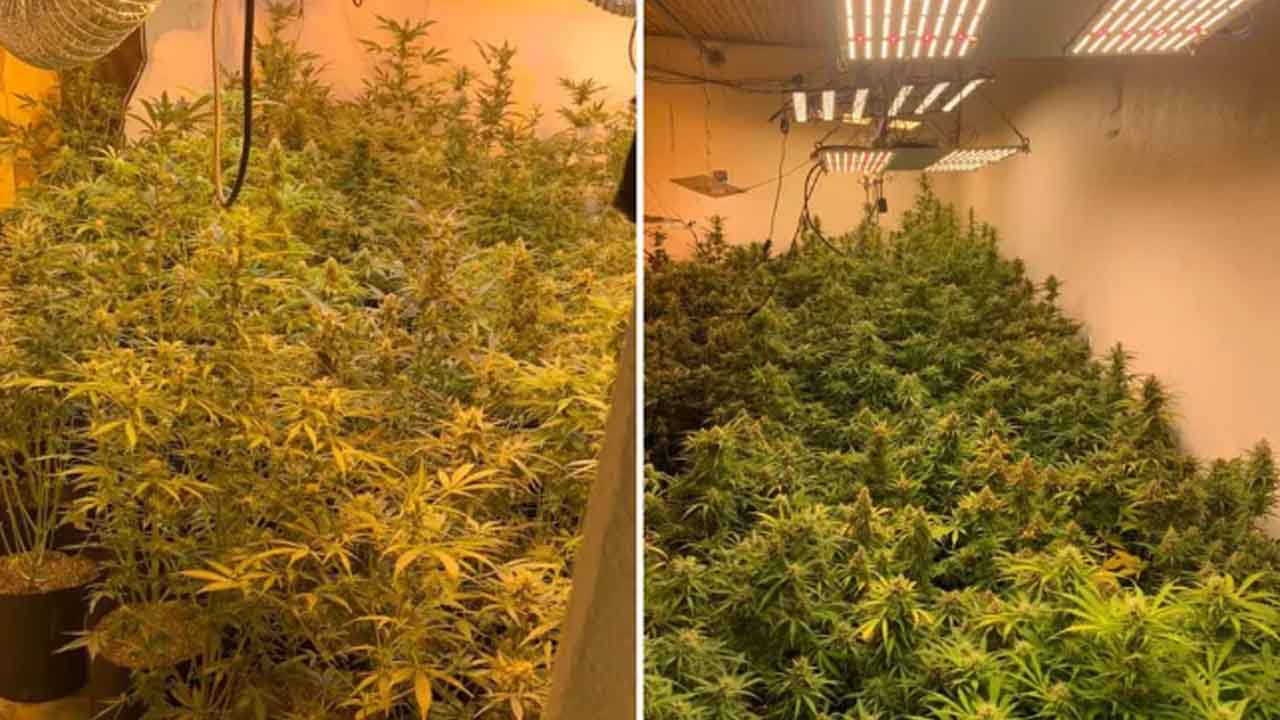 Operação "Kush" prende duas pessoas e apreende mais de 200 pés de maconha em Ibiúna