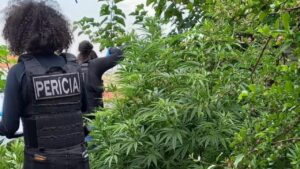 Ostentou pés de maconha nas redes sociais e foi detido pela Polícia