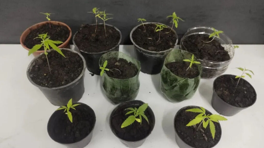 Polícia prende homem por cultivo de maconha em Sorocaba