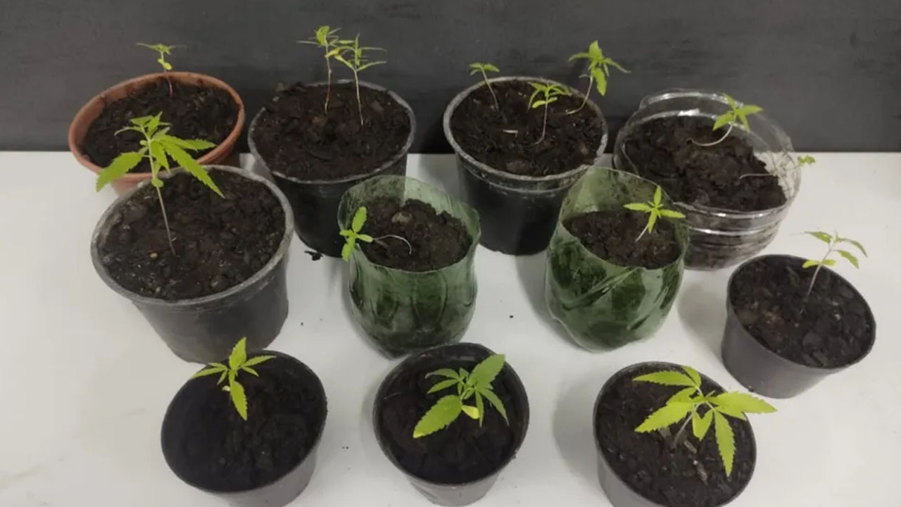 Polícia prende homem por cultivo de maconha em Sorocaba