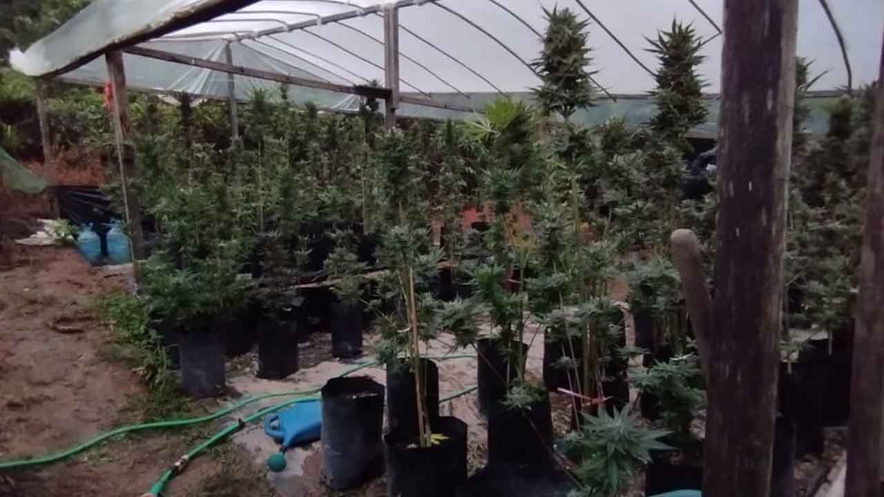 Polícia prende dupla e localiza estufas para o cultivo de maconha em Ibiúna