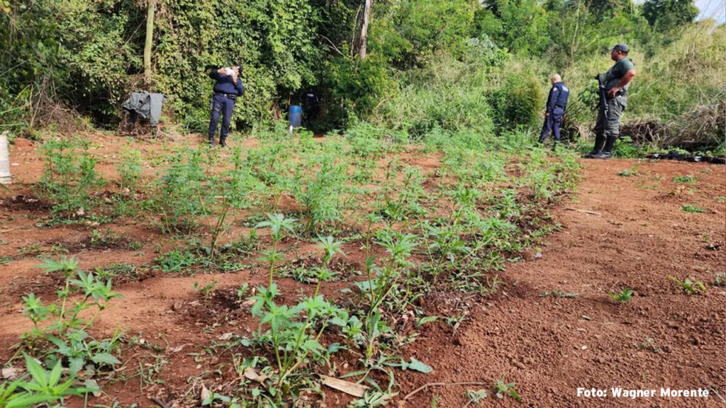 Guarda Municipal de Limeira encontra plantação de maconha com 200 pés