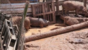 Guarda Municipal de Limeira flagra criadouro clandestino com 123 porcos em situação de maus-tratos