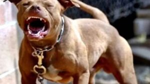 Mãe se joga em pit bull para salvar filho de 10 anos que perdeu orelha durante ataque