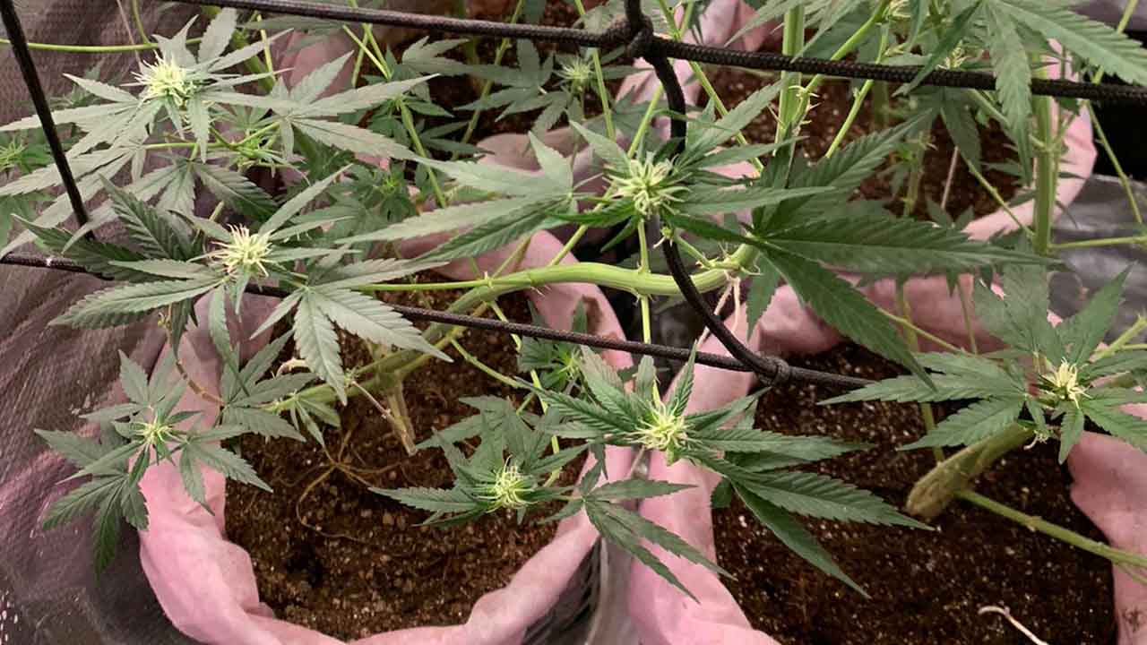 Polícia Militar localiza plantação de maconha em Guaratinguetá