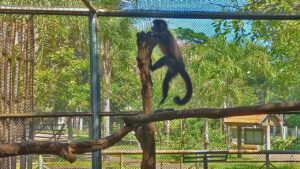 Zoológico de Limeira recaptura macaco-prego que fugiu de recinto durante vendaval