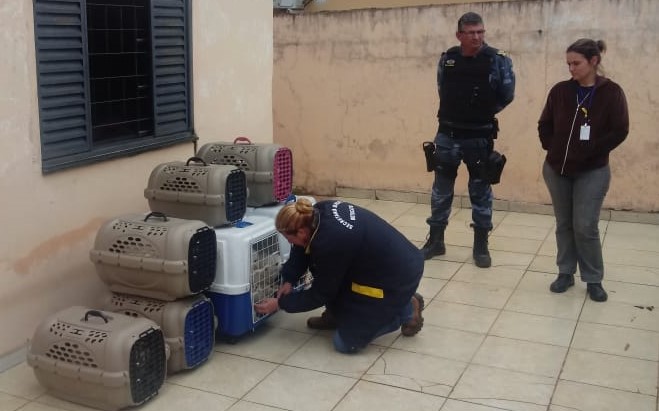 Mulher e presa pela segunda vez por maus tratos contra animais em Botucatu 2