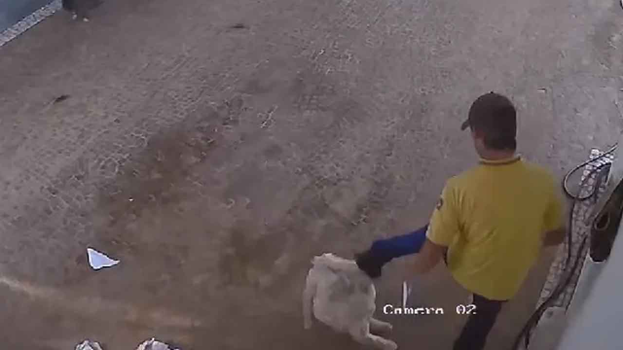 Carteiro é Flagrado Chutando Cabeça de Cachorro em Marília