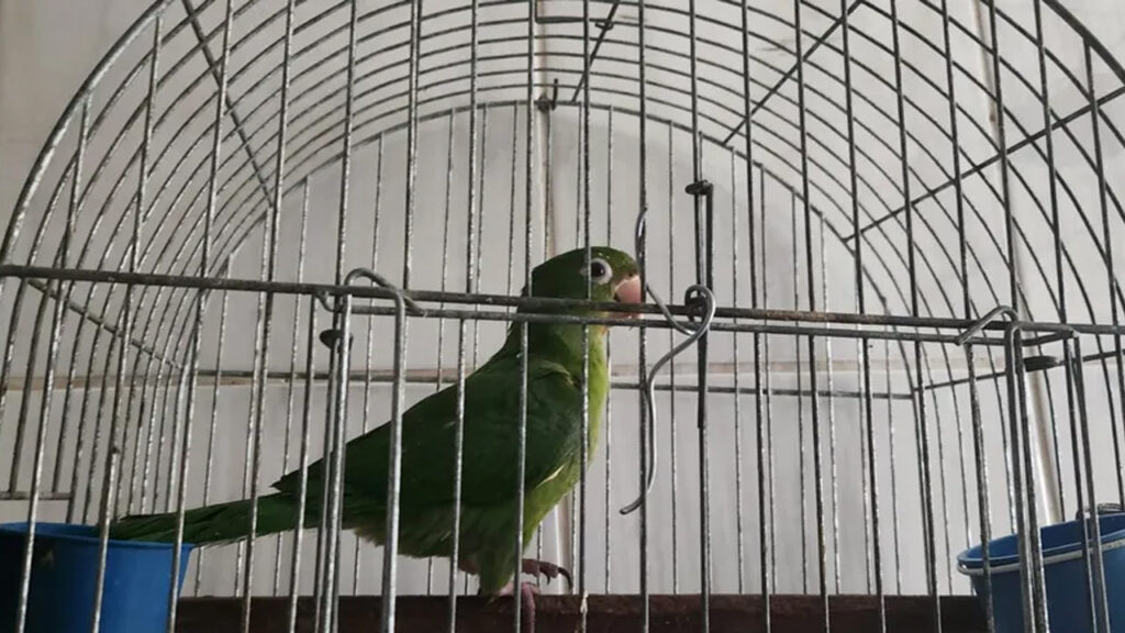 Morador de Bauru é multado em R$ 11 mil por manter aves silvestres em cativeiro