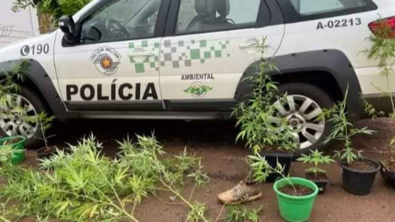 Polícia apreende 31 pés de maconha em casa na Barra Bonita