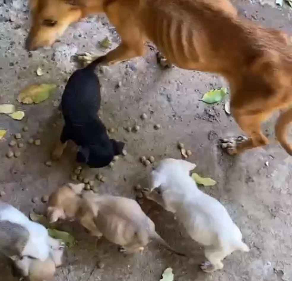 1 Seis caes sao resgatados sem comida e agua em Marilia