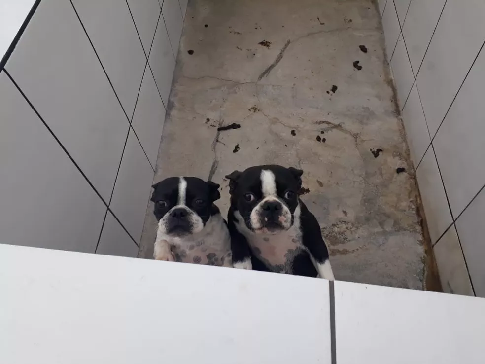 4 Justica condena dona de canil por maus tratos contra mais de 1.700 cachorros no interior de SP