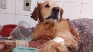 Oito cães em situação de abandono são resgatados pela Polícia. Um dos animais estava gravemente ferido 1