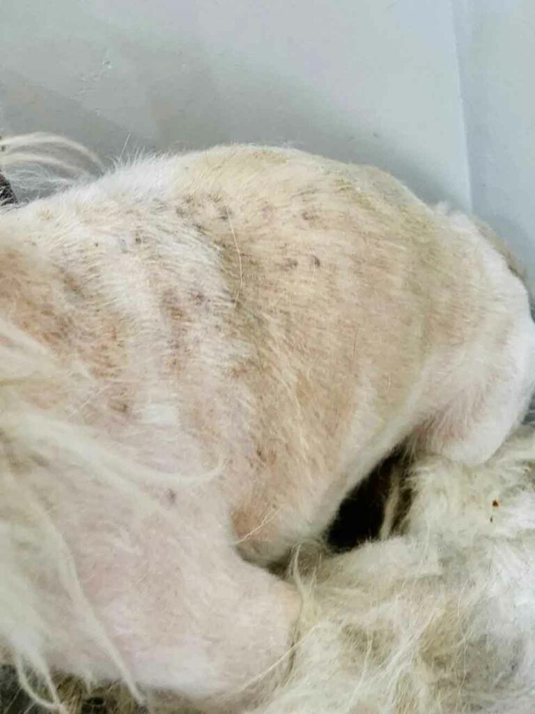 1 Maus tratos cao da raca Shih tzu e resgatado com fungos e tumor na cabeca em Piracicaba