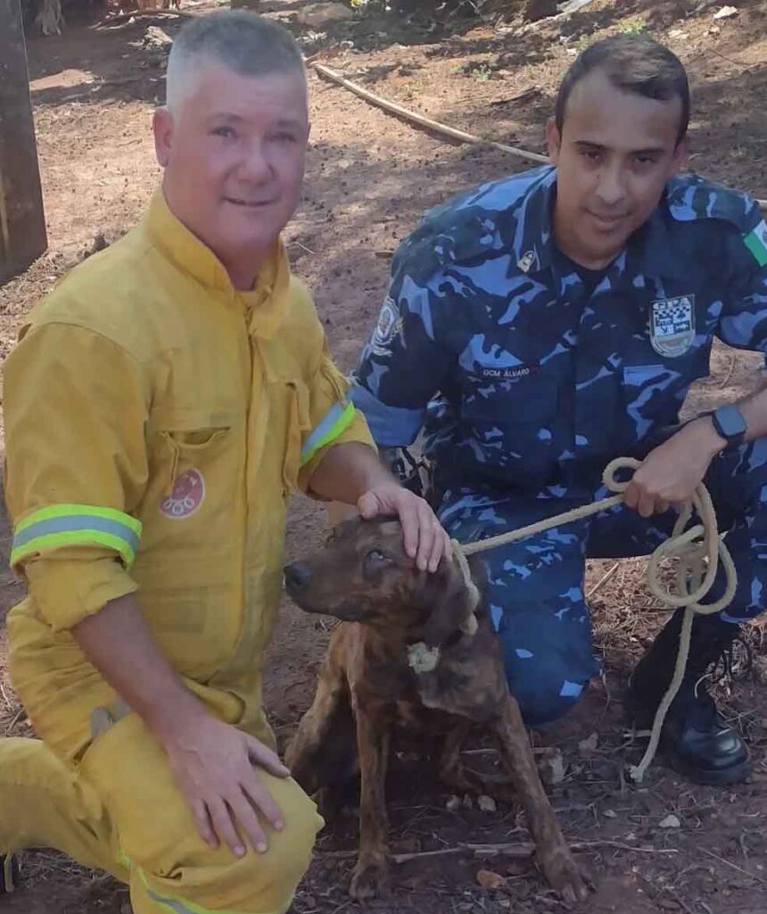 Cachorro resgatado por bombeiros após queda de barranco de 12 metros em São Manuel